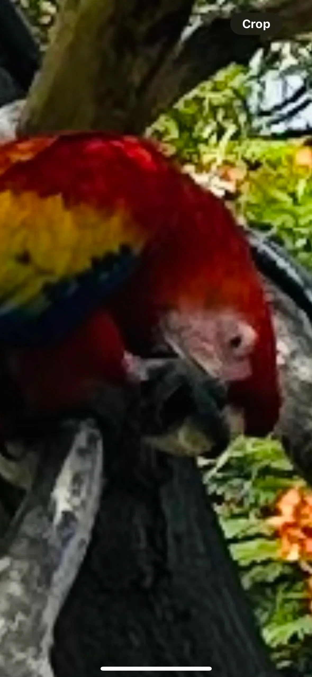 Vertical iPhone photo of a red parrot aligned with the camera level