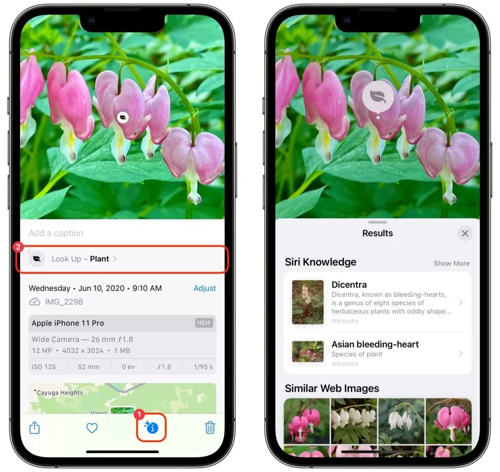 Two iPhones using Visual Look Up to identify a flower