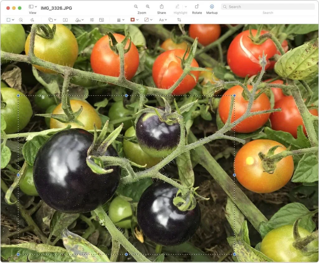 Preview photograph of multicolored tomatoes growing on vines
