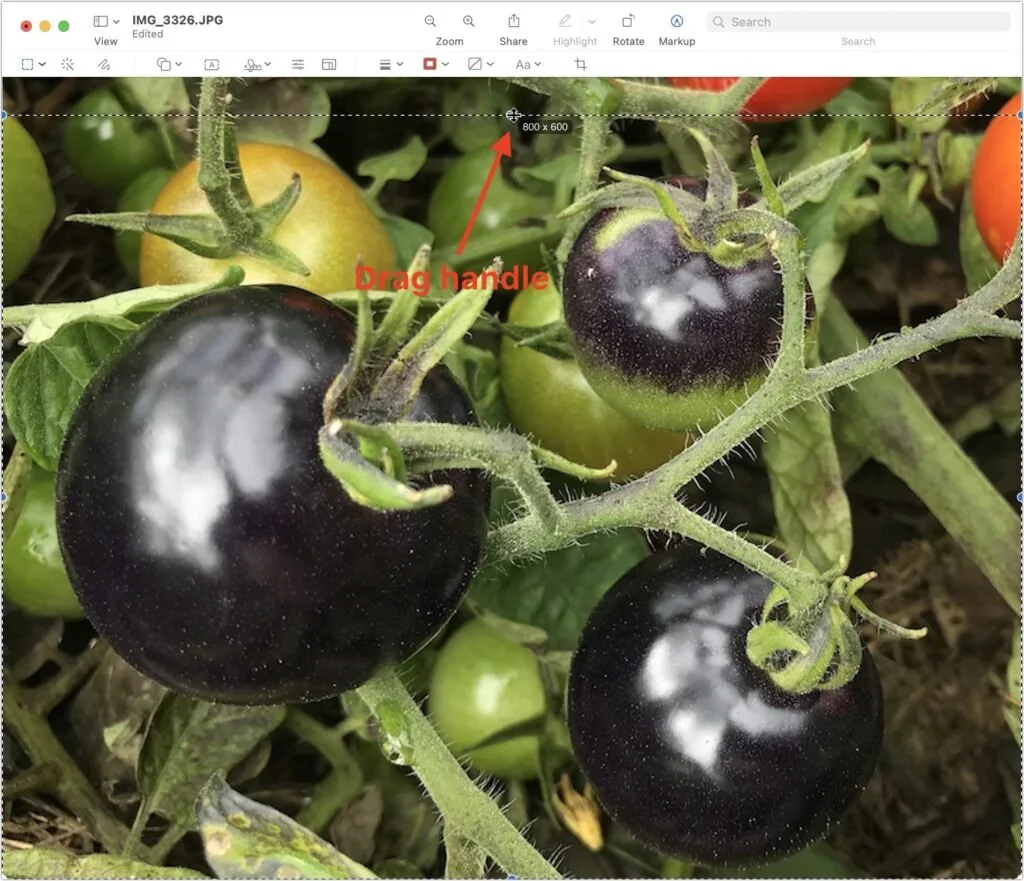 Preview photograph of an eggplant with drag handles and measurement arrows
