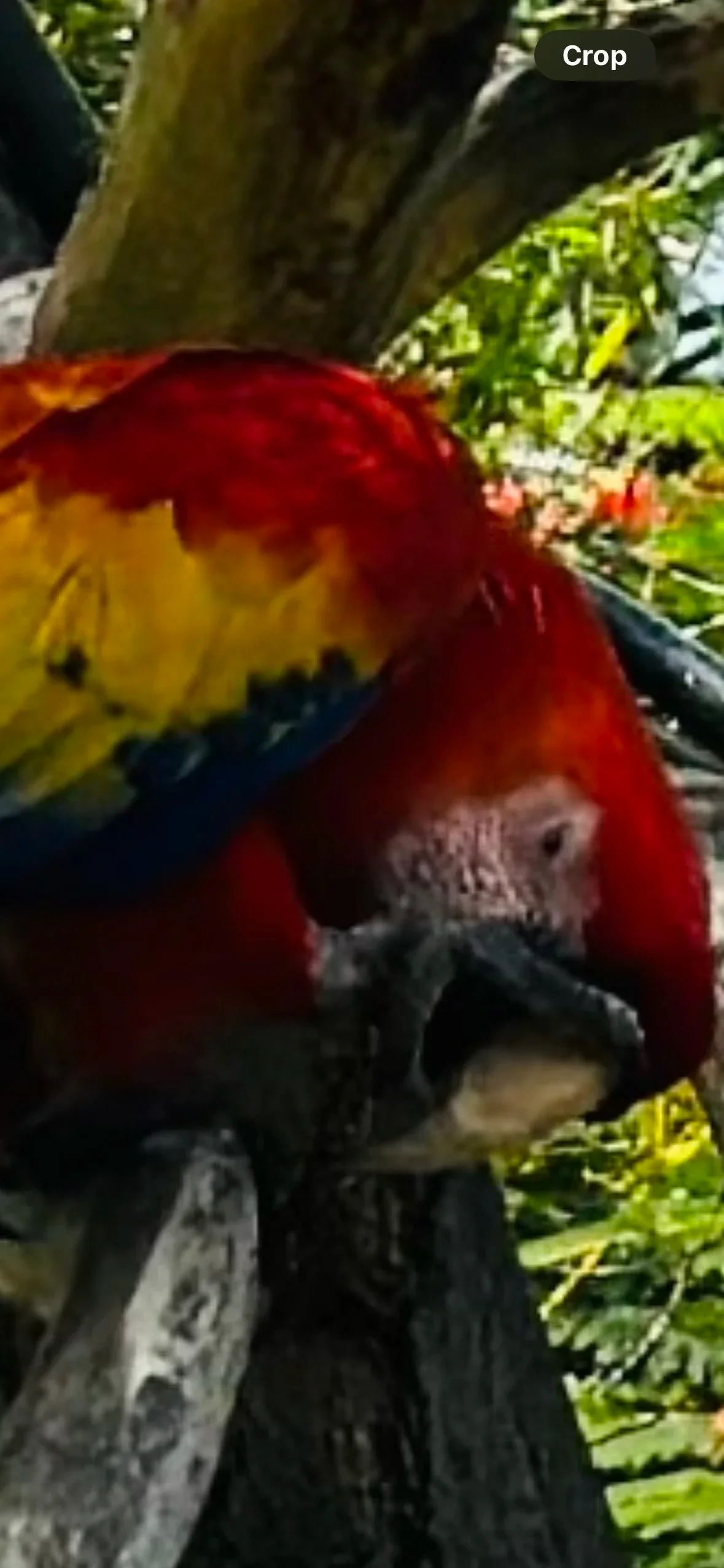 Vertical iPhone photo of a red parrot taken with the camera level off