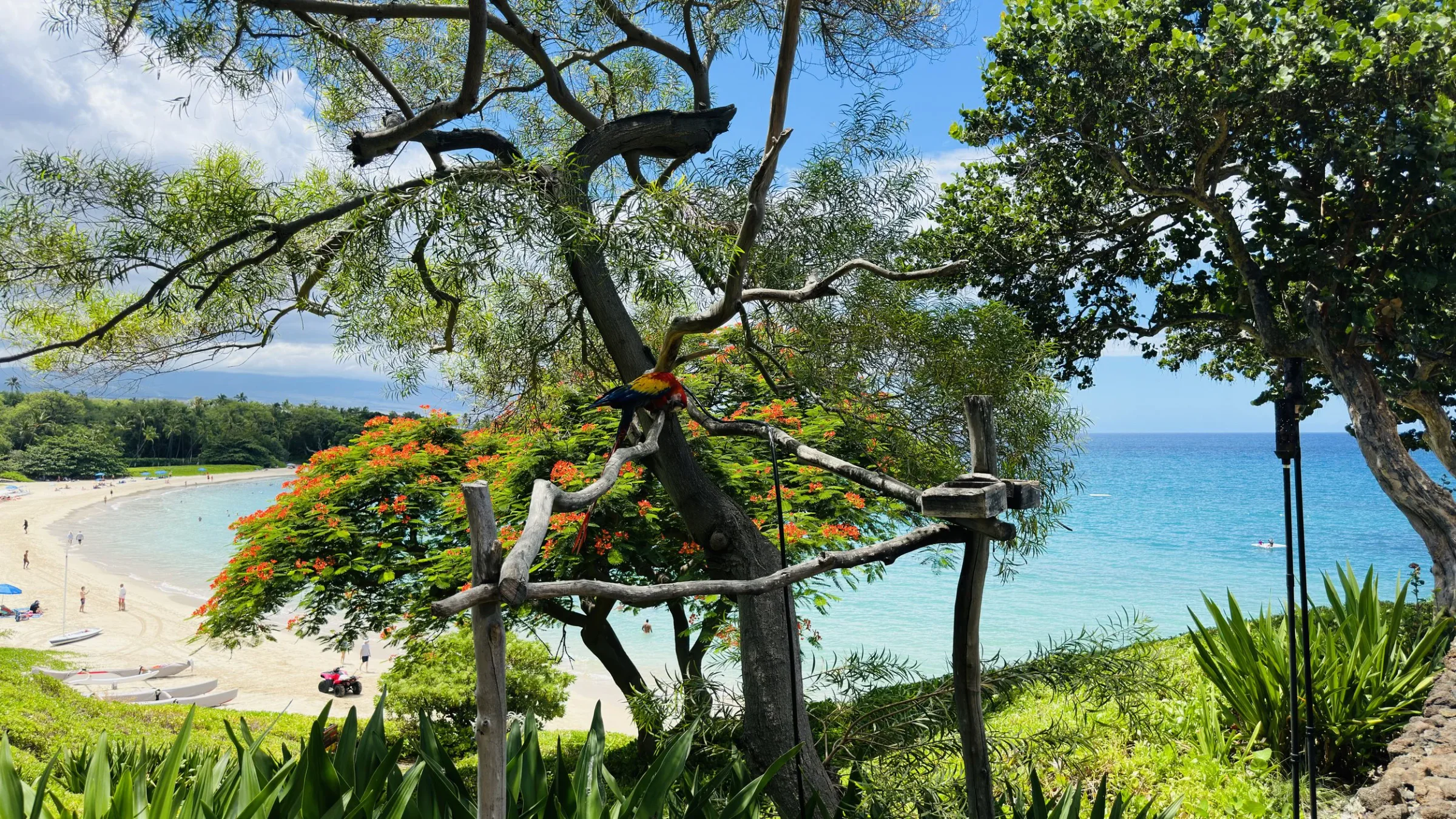 A landscape photograph of a beach framed by flowering trees